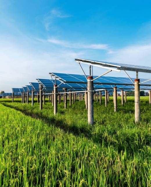 Solar power plants and rice fields at dusk